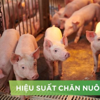 HIỆU SUẤT CHĂN NUÔI TRẠI HEO THỊT – KHÁCH HÀNG HÀ LIÊN