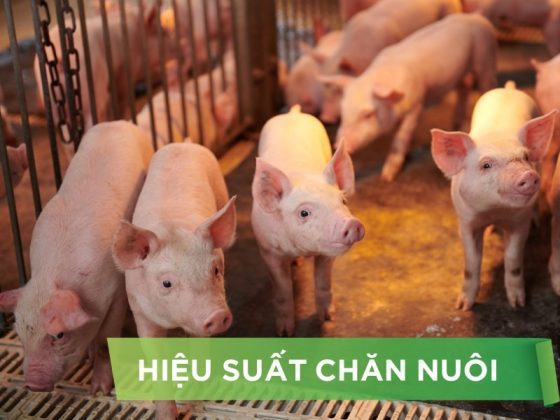 HIỆU SUẤT CHĂN NUÔI TRẠI HEO THỊT – KHÁCH HÀNG HÀ LIÊN