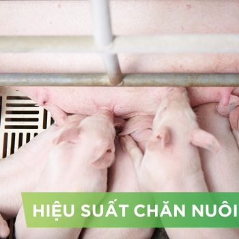 HIỆU SUẤT CHĂN NUÔI TRẠI HEO- KHÁCH HÀNG TRẦN THỊ MỸ HẠNH