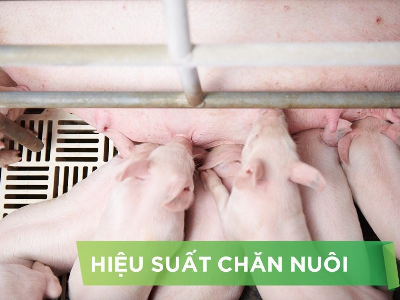 HIỆU SUẤT CHĂN NUÔI TRẠI HEO- KHÁCH HÀNG TRẦN THỊ MỸ HẠNH