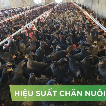 HIỆU SUẤT CHĂN NUÔI TRẠI GÀ THỊT – KHÁCH HÀNG CHÚ 5 CL