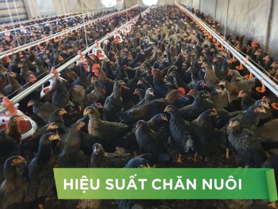 HIỆU SUẤT CHĂN NUÔI TRẠI GÀ THỊT – KHÁCH HÀNG CHÚ 5 CL