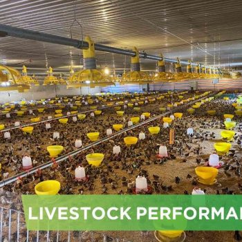 LIVESTOCK PERFORMANCE- MR TOAN PHU THO