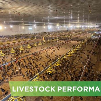 LIVESTOCK PERFORMANCE- HOANG LUAN C2