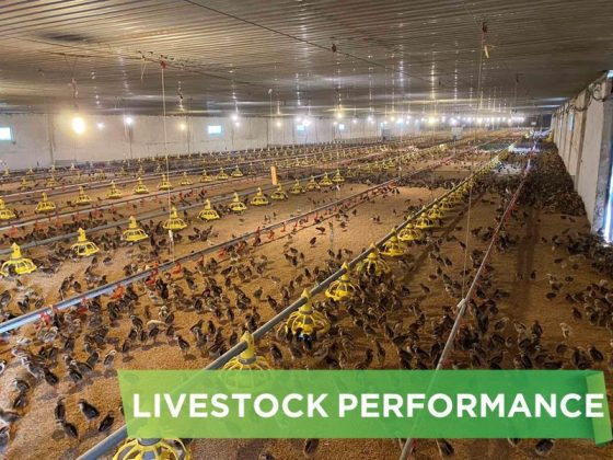 LIVESTOCK PERFORMANCE- HOANG LUAN C2
