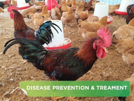 3 COMMON SYMPTOMS AND HOW TO TREAT THEM WHEN CHICKENS ARE INFECTED WITH ORT DISEASE