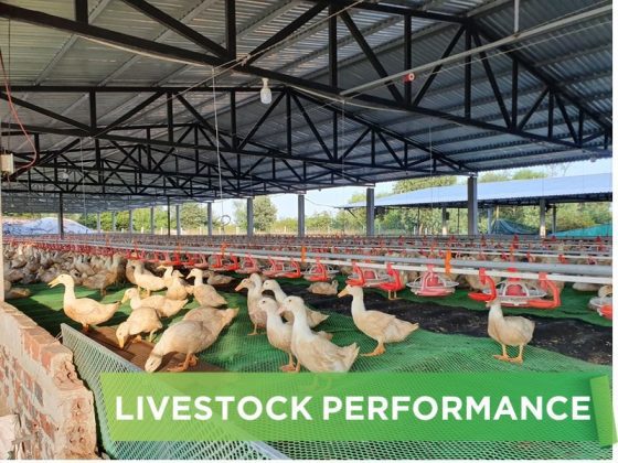 LIVESTOCK PERFORMANCE- NGUYEN THANH KHOI