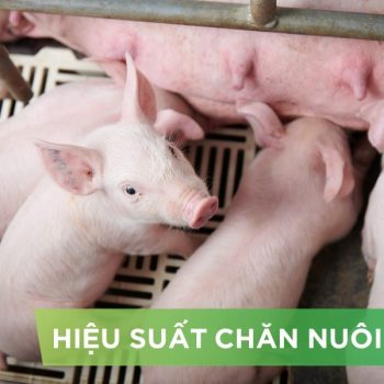 HIỆU SUẤT CHĂN NUÔI TRẠI HEO- KHÁCH HÀNG ANH TRIỂN