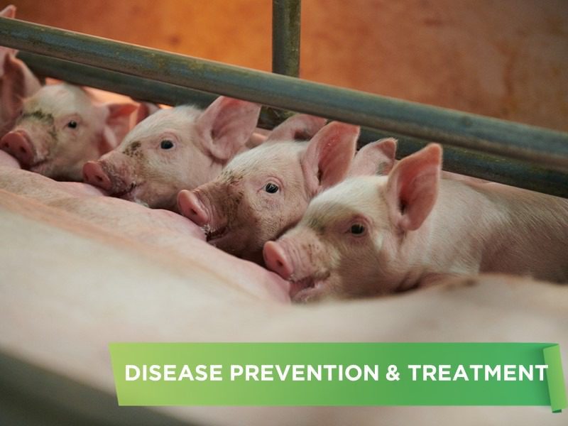 SOME COMMON SEASONAL DISEASES IN PIGS