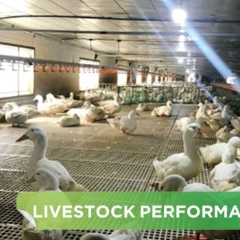 LIVESTOCK PERFORMANCE- NGUYEN THI QUE