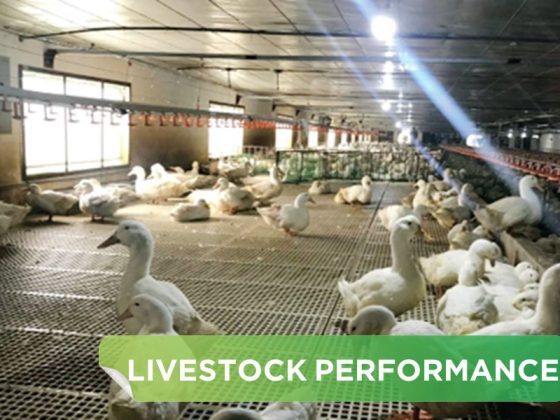 LIVESTOCK PERFORMANCE- NGUYEN THI QUE