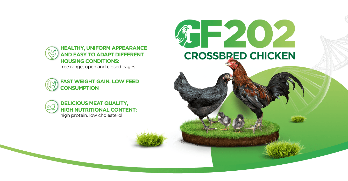 GF202 CROSSBRED CHICKEN