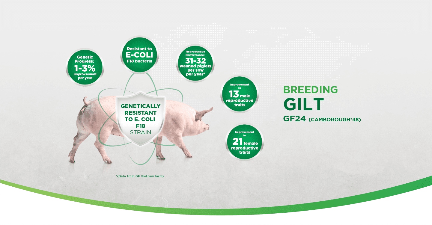 BREEDING GILT GF24