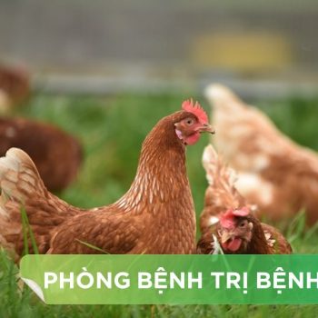 HƯỚNG DẪN PHƯƠNG PHÁP PHÒNG VÀ ĐIỀU TRỊ BỆNH CRD TRÊN GÀ HIỆU QUẢ