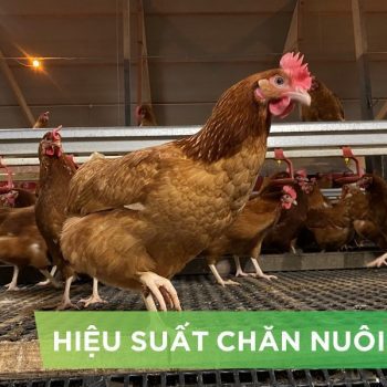 HIỆU SUẤT CHĂN NUÔI TRẠI HEO- KHÁCH HÀNG TRẠI HKT