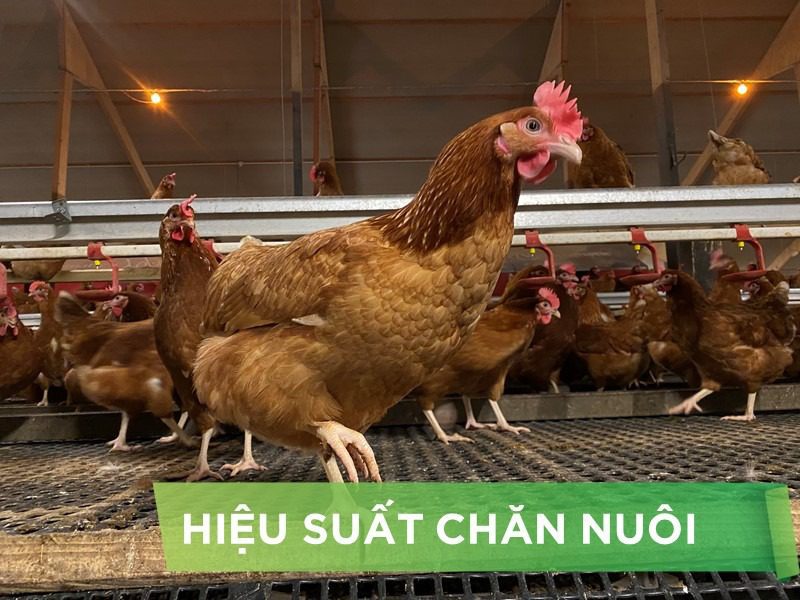HIỆU SUẤT CHĂN NUÔI TRẠI HEO- KHÁCH HÀNG TRẠI HKT