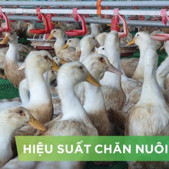 HIỆU SUẤT CHĂN NUÔI TRẠI VỊT- KHÁCH HÀNG HÀ VY