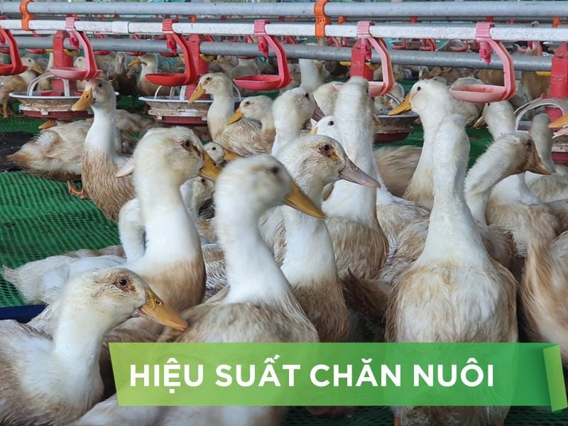 HIỆU SUẤT CHĂN NUÔI TRẠI VỊT- KHÁCH HÀNG HÀ VY