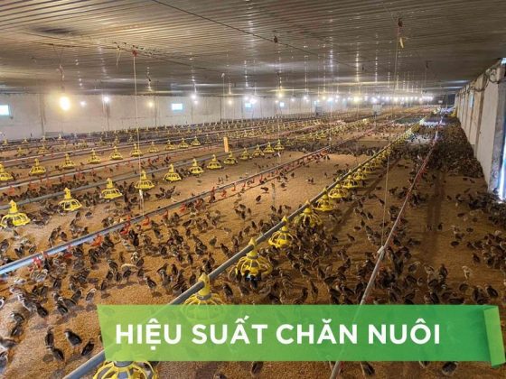 HIỆU SUẤT CHĂN NUÔI TRẠI GÀ THỊT – KHÁCH HÀNG MR TOÀN PHÚ THỌ