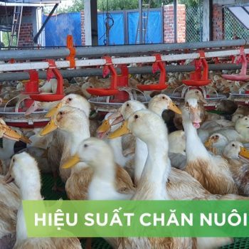 HIỆU SUẤT CHĂN NUÔI TRẠI VỊT- KHÁCH HÀNG NGUYỄN ĐĂNG HỒNG QUÂN