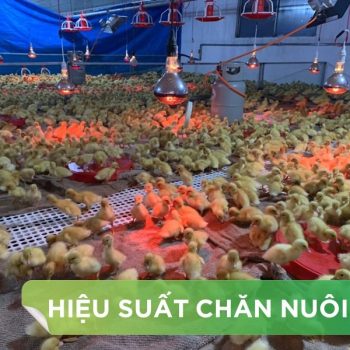 HIỆU SUẤT CHĂN NUÔI TRẠI VỊT THỊT – KHÁCH HÀNG HỆ THỐNG HÀ TUYỂN