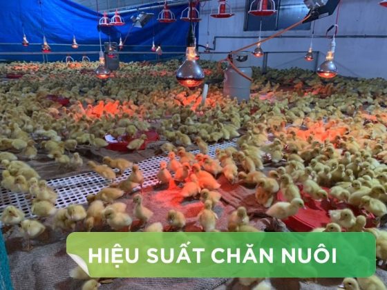 HIỆU SUẤT CHĂN NUÔI TRẠI VỊT THỊT – KHÁCH HÀNG HỆ THỐNG HÀ TUYỂN
