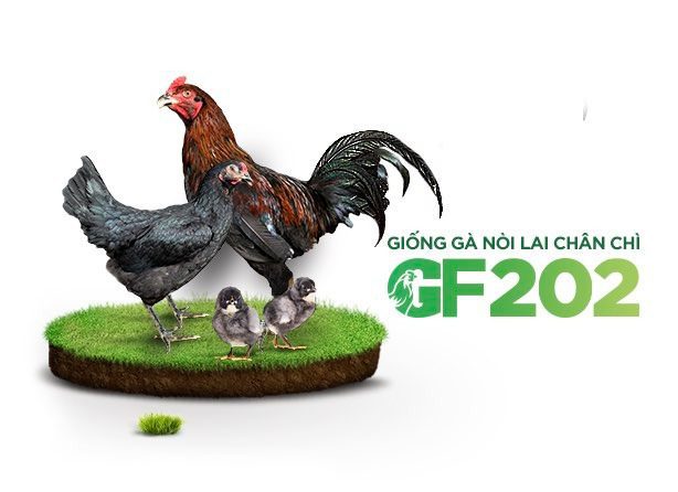 Giống gà nòi lai chân chì GF202