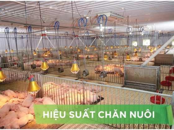 HIỆU SUẤT CHĂN NUÔI TRẠI HEO THỊT – KHÁCH HÀNG NGUYỄN QUANG THÔNG