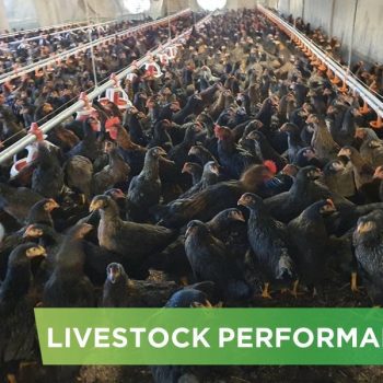 LIVESTOCK PERFORMANCE- MR 5 CL