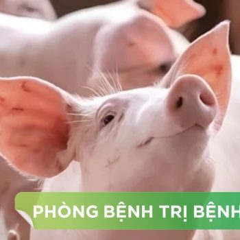 MỘT SỐ BỆNH THƯỜNG GẶP TRÊN HEO THEO MÙA