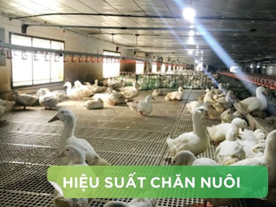 HIỆU SUẤT CHĂN NUÔI TRẠI VỊT THỊT – KHÁCH HÀNG NGUYỄN VĂN QUẾ