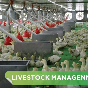 PROCEDURE FOR CLEANING THE FARM BEFORE IMPORTING A NEW BATCH OF BREEDINGS