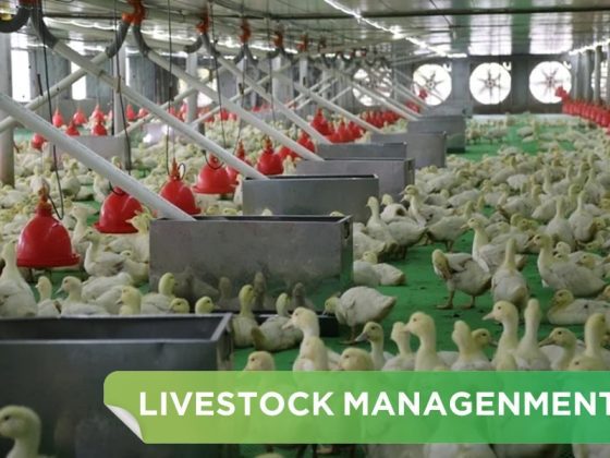 PROCEDURE FOR CLEANING THE FARM BEFORE IMPORTING A NEW BATCH OF BREEDINGS