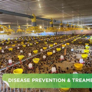 GUIDE TO EFFECTIVE METHODS OF PREVENTION AND TREATMENT OF CRD IN CHICKENS