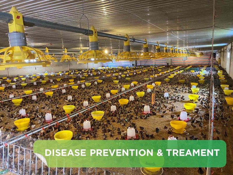 GUIDE TO EFFECTIVE METHODS OF PREVENTION AND TREATMENT OF CRD IN CHICKENS