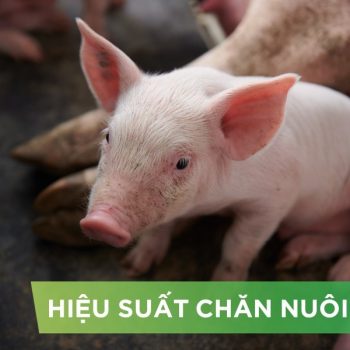 HIỆU SUẤT CHĂN NUÔI TRẠI HEO- KHÁCH HÀNG NGUYỄN VĨNH HƯNG