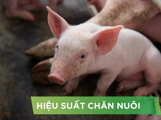 HIỆU SUẤT CHĂN NUÔI TRẠI HEO- KHÁCH HÀNG NGUYỄN VĨNH HƯNG