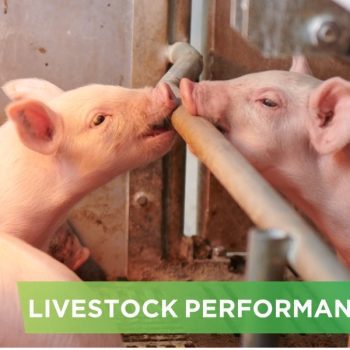 LIVESTOCK PERFORMANCE- KIEN TAM