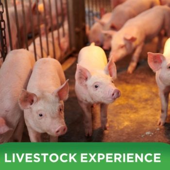 DURABLE WITH GREENFEED’S 3-PILLAR SOLUTION SET TO THE SUCCESS OF CUSTOMERS BASED IN BINH DINH