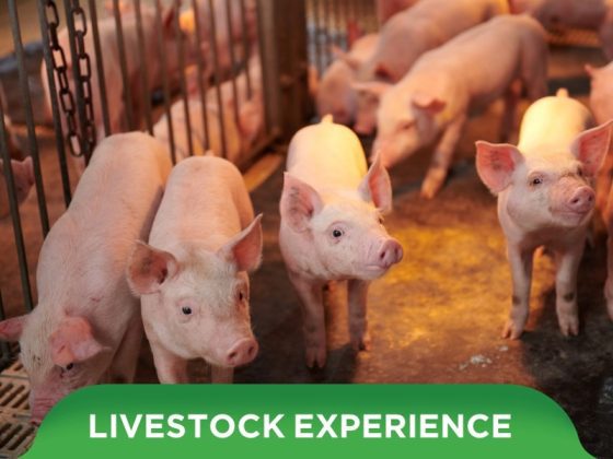 DURABLE WITH GREENFEED’S 3-PILLAR SOLUTION SET TO THE SUCCESS OF CUSTOMERS BASED IN BINH DINH