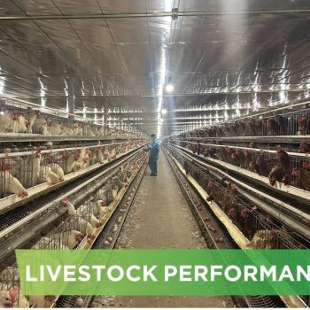 LIVESTOCK PERFORMANCE- DOAN CONG HIEU 01