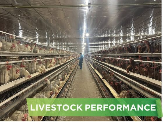 LIVESTOCK PERFORMANCE- DOAN CONG HIEU 01