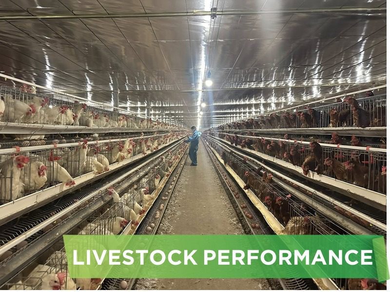 LIVESTOCK PERFORMANCE- DOAN CONG HIEU 01