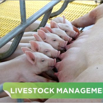 HERD GROUPING, OPTIMAL MANAGEMENT OF PIGLETS NURSED BY SOWS AND WEANED PIGLETS
