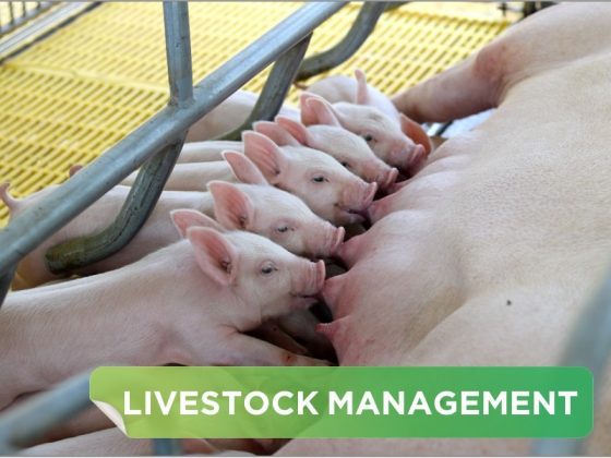 HERD GROUPING, OPTIMAL MANAGEMENT OF PIGLETS NURSED BY SOWS AND WEANED PIGLETS