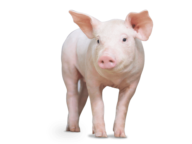 Heo giống cai sữa