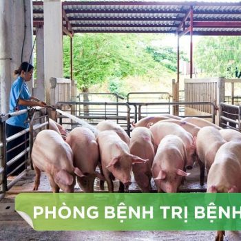 NHẬN DIỆN CÁC BỆNH TRUYỀN NHIỄM THƯỜNG GẶP TRÊN HEO THEO TUỔI