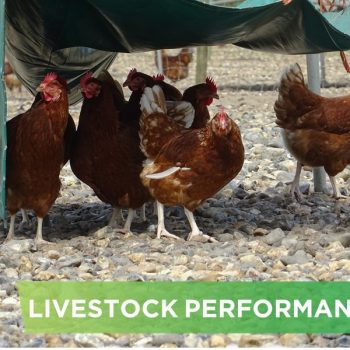 LIVESTOCK PERFORMANCE- NGUYEN VAN KIEN