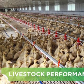 LIVESTOCK PERFORMANCE- MR.THANG