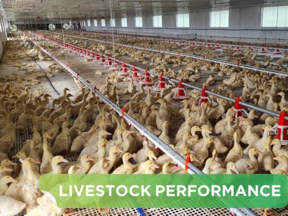 LIVESTOCK PERFORMANCE- MR.THANG